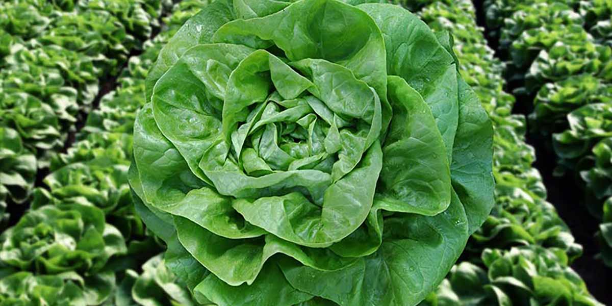 Vilmorin-Mikado scende in campo contro la Bremia